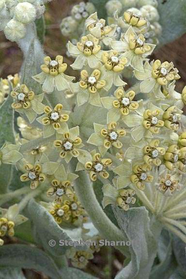 asclepias vestita 5 graphic